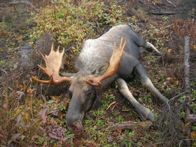 chasse 2012 012.JPG